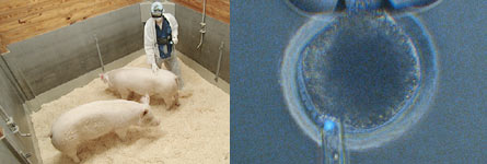 pigs and dna