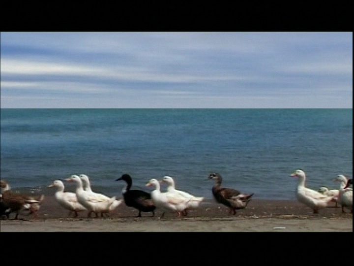 AKFiveDucks.jpg