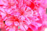 Fiction: In a Garden