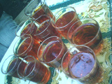 Camellia Sinensis