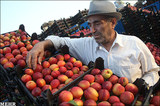 Business | Feeling the Pinch: Iran's Embattled Importers