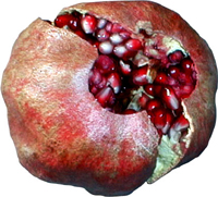 pomegranate_color_smaller.jpg