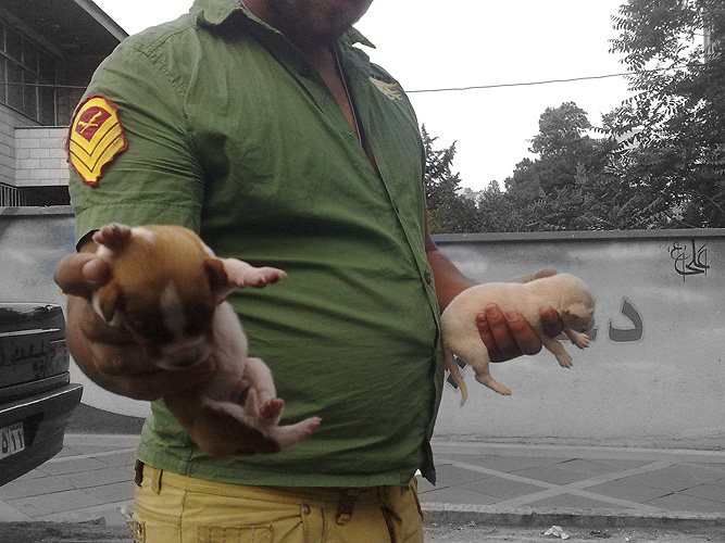 puppies.jpg